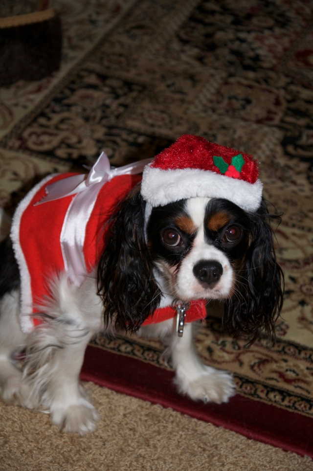 Cavalier in a Santa Suit