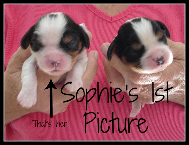 Puppys 1st picture