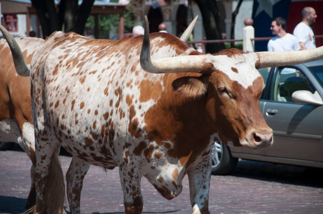 Fort Worth Stockyards Bull